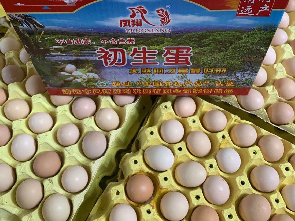 清远凤翔初生蛋